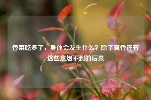 香菜吃多了,身体会发生什么?除了真香还有这些意想不到的后果