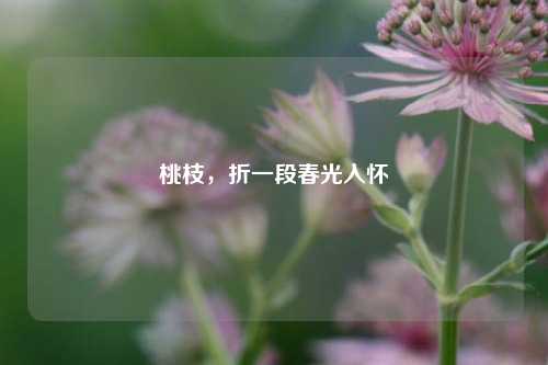 桃枝,折一段春光入怀